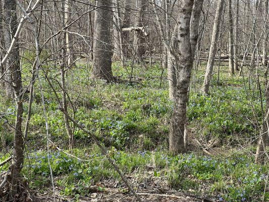 Bluebells