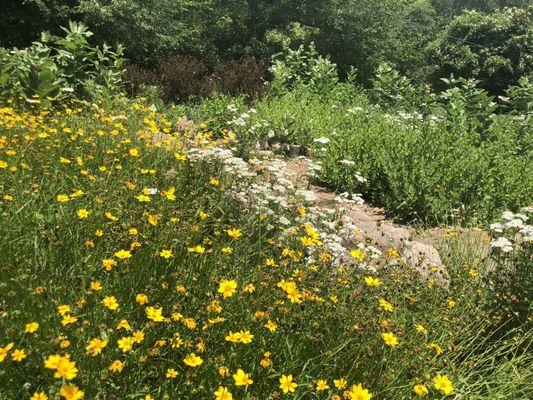 Butterfly gardens