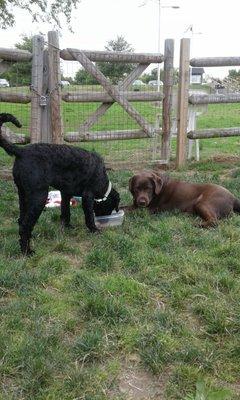 Roo sharing water with a new dog friend