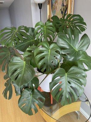 Monstera