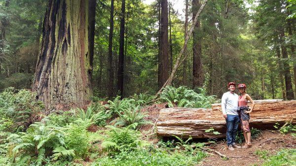 Arcata Forest Bike Tour, now thats a tree!