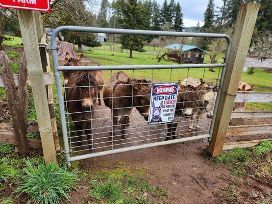 DONKEYS WAITING FOR YOU TO VISIT