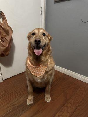 My golden retriever Dasiy after trying the can of dog food.