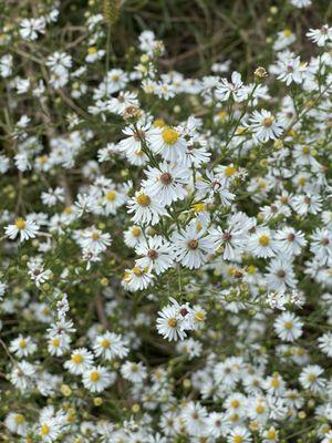 Asters along the walk.