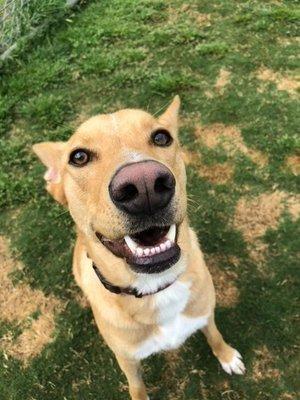 Happy Bella at Boonville Animal Hospital!