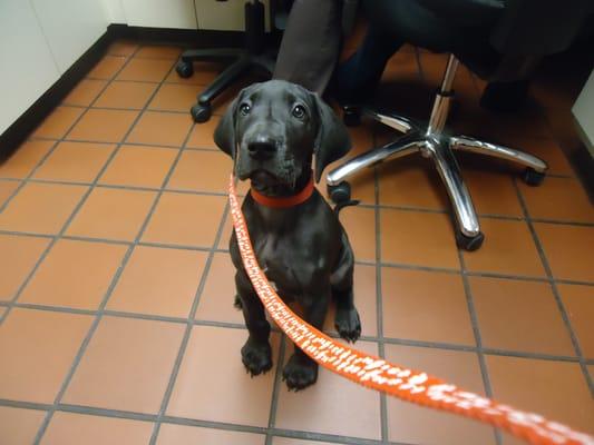 Dozer-Great Dane puppy