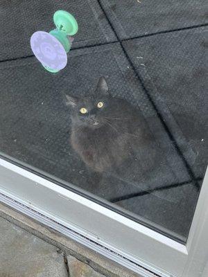 Big floofy resident cat!