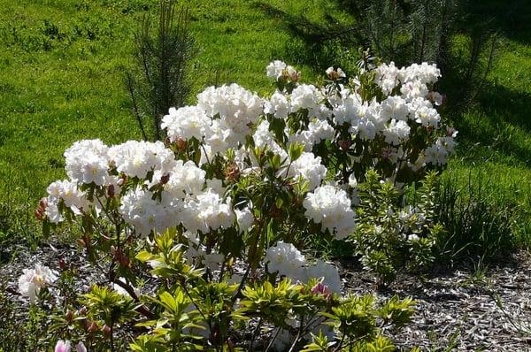 Rhododendron Island