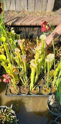 Carnivorous plant, pitcher plant