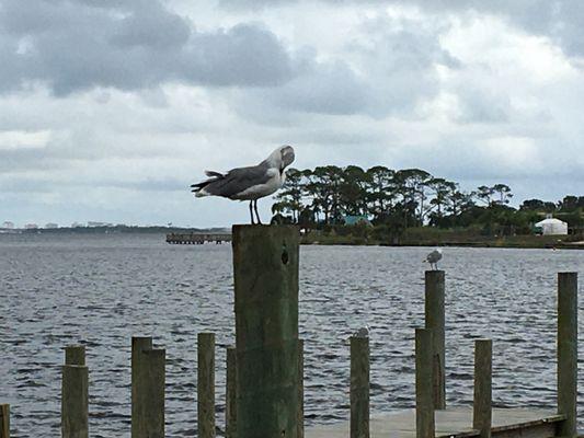 Seagulls and Sound