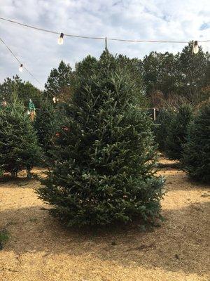 This is just one example of our 9 to 10 foot fresh-cut Fraser fir ! After 18 years at this location I repeat business is flourishing!