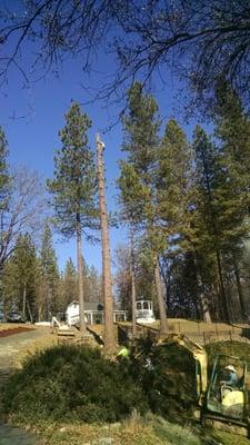 this 90' pine tree had to be cut down