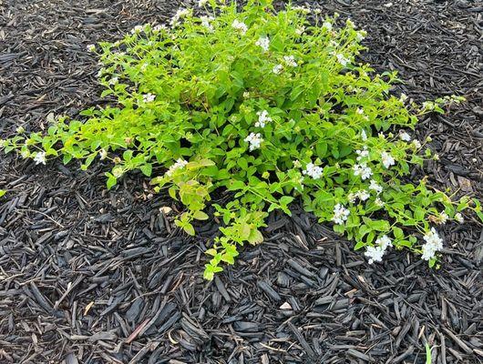 Native pollinators are great for the birds