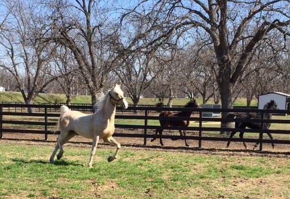 Horses playing outside