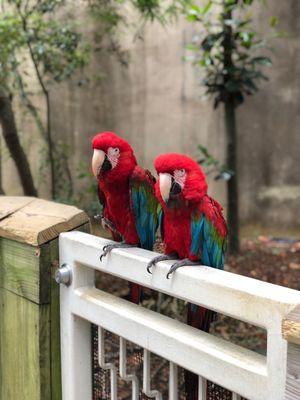 Macaws