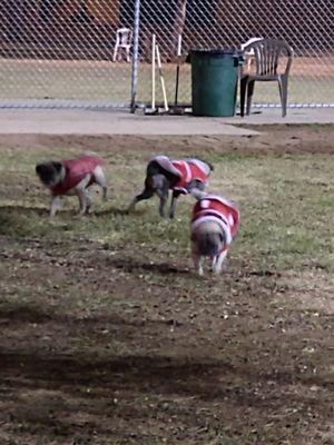 Pug family