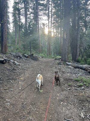 Trail to the dam