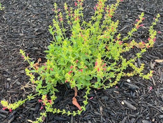 Native pollinators are great for the birds