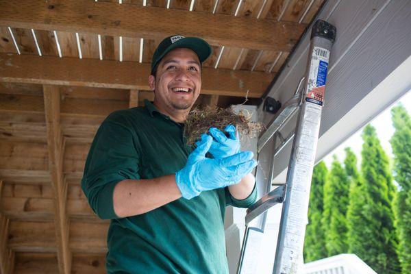 Victor removing an old nest found during inspection