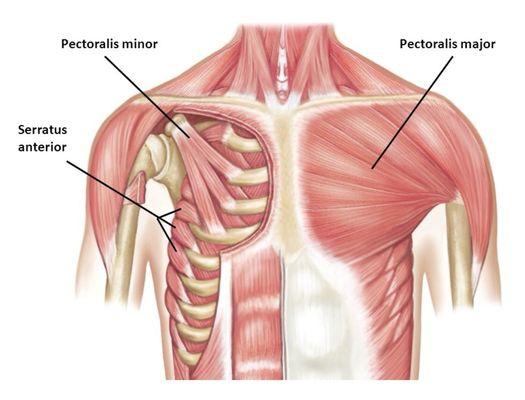 Treatment of posture related problem requires understanding of how muscles are in relation to each other and surrounding tissues