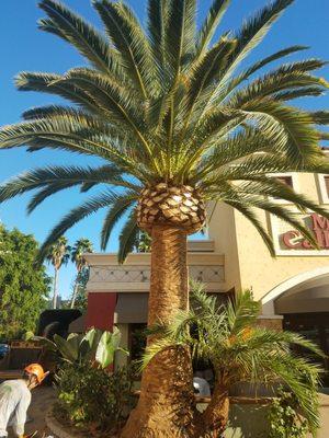 Date Palm  Pine Apple Look!