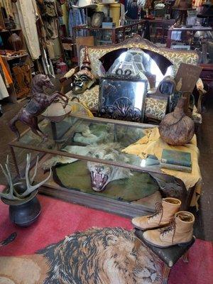 Excellent lion rug display.