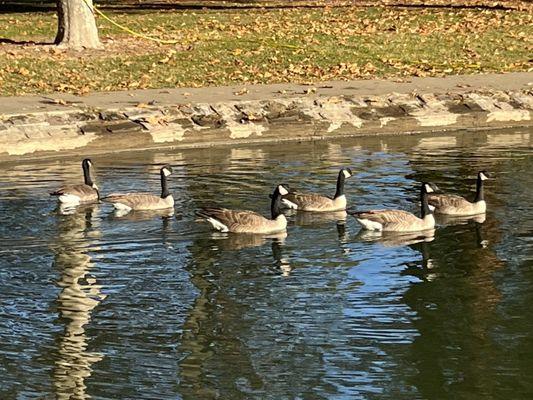 Six Geese in the Pond