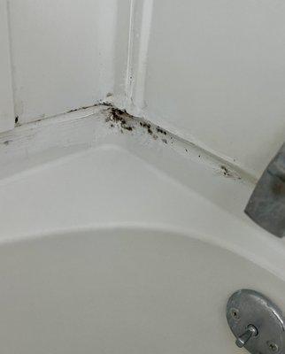 Mold in shower