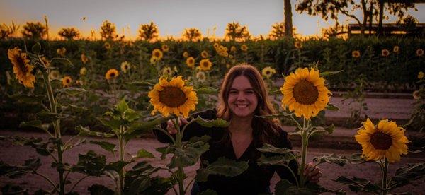 Sunflower field