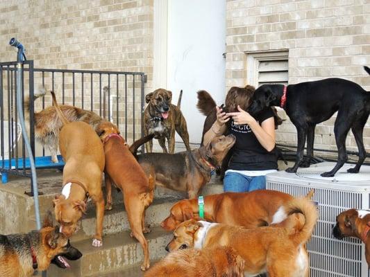 Just look at all these happy pups.