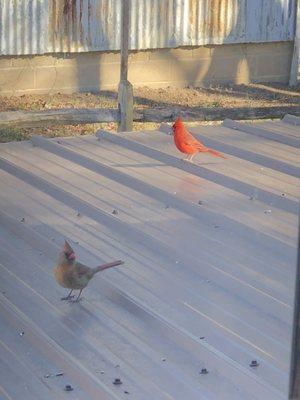 Male and female cardinals