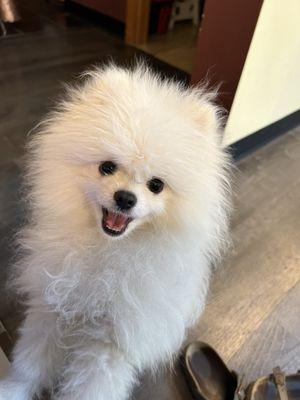 Happy fluff muffin in the shop today!