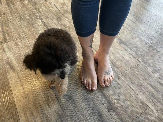 Dog and pedicure