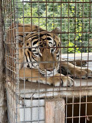 National Tiger Sanctuary