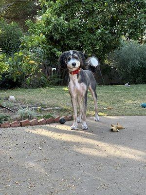 SHAVED - LOOKS LIKE A DIFFERENT DOG