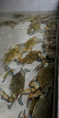 Huge Blue Crabs