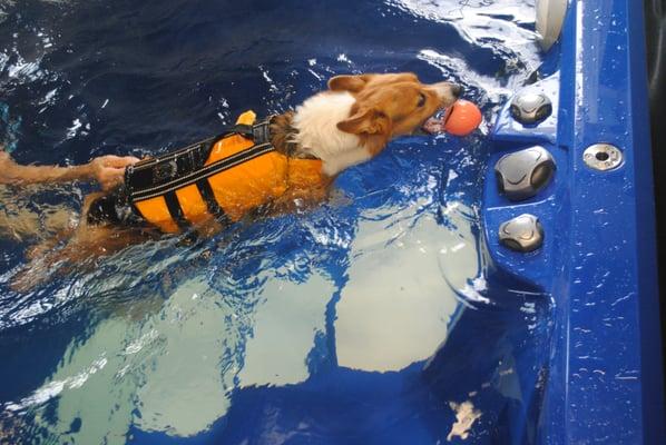 Even at 11 years old, Stitch still loves going swimming! And its a great way to help keep him healthy!