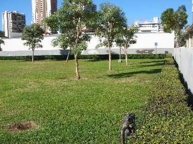 There are several small trees here. They're not large enough to cast much shade, but dogs love 'em!