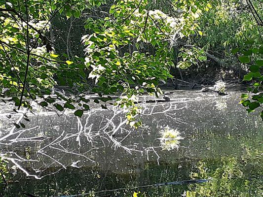 Turtles sunbathing