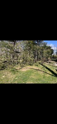 Tree fell down (Client)'s backyard