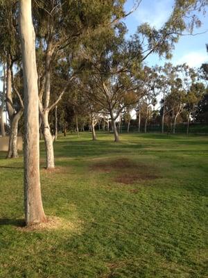 Looking back toward the tee box on hole 8 from the middle on the north side of the fairway