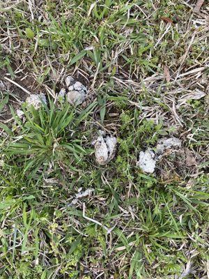 Dried up poop inside the dog park.