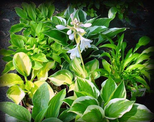 Hosta varieties add light and color to shady areas.