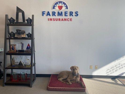 Stop by and get a quote and say hi to Finn!