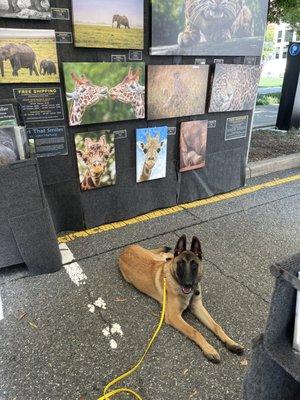 Jamieson practicing down/stay at the Alexandria art festival with people, kids and dogs running around everywhere