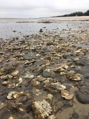 Oyster bed