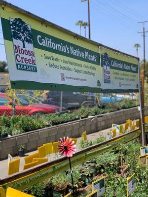 California's Native Plants