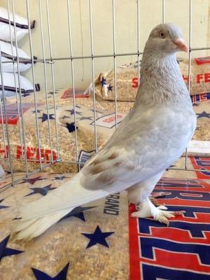 A Male Roller Pigeon