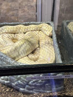 Dead boa in water bowl