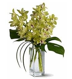 Green Cymbidiums in a modern vase.